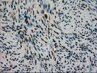 Anti-STK39 antibody [2E10] used in IHC (Paraffin sections) (IHC-P). GTX83543