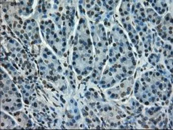Anti-STK39 antibody [2E10] used in IHC (Paraffin sections) (IHC-P). GTX83543