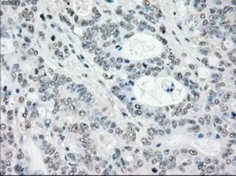 Anti-STK3 antibody [4G10] used in IHC (Paraffin sections) (IHC-P). GTX83546