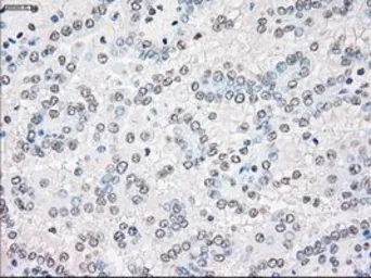 Anti-STK3 antibody [4G10] used in IHC (Paraffin sections) (IHC-P). GTX83546
