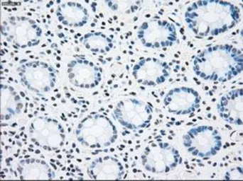 Anti-STK3 antibody [4G10] used in IHC (Paraffin sections) (IHC-P). GTX83546