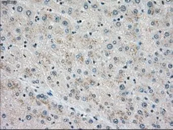 Anti-STK3 antibody [4G10] used in IHC (Paraffin sections) (IHC-P). GTX83546