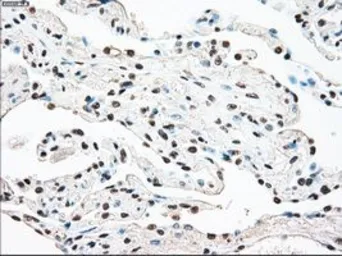 Anti-STK3 antibody [4G10] used in IHC (Paraffin sections) (IHC-P). GTX83546