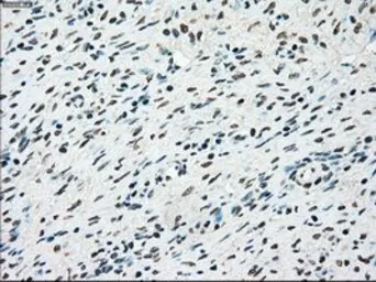 Anti-STK3 antibody [4G10] used in IHC (Paraffin sections) (IHC-P). GTX83546