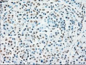 Anti-STK3 antibody [4G10] used in IHC (Paraffin sections) (IHC-P). GTX83546