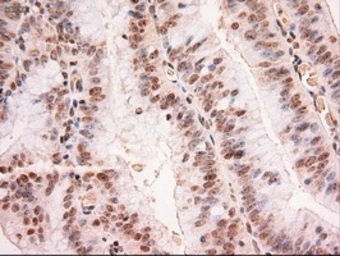 Anti-STAT5A antibody [4H1] used in IHC (Paraffin sections) (IHC-P). GTX83547