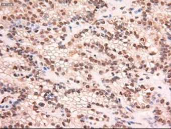 Anti-STAT5A antibody [4H1] used in IHC (Paraffin sections) (IHC-P). GTX83547