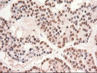 Anti-STAT5A antibody [4H1] used in IHC (Paraffin sections) (IHC-P). GTX83547