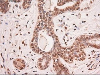 Anti-STAT5A antibody [4H1] used in IHC (Paraffin sections) (IHC-P). GTX83547