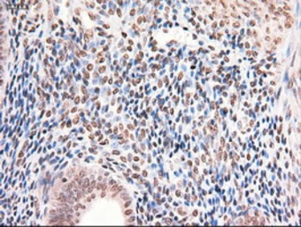 Anti-STAT5A antibody [4H1] used in IHC (Paraffin sections) (IHC-P). GTX83547