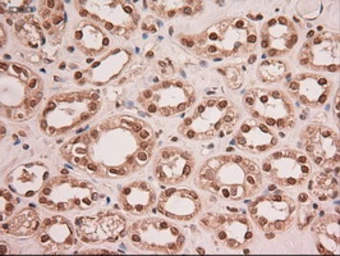 Anti-STAT5A antibody [4H1] used in IHC (Paraffin sections) (IHC-P). GTX83547