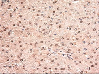 Anti-STAT5A antibody [4H1] used in IHC (Paraffin sections) (IHC-P). GTX83547