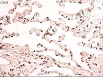 Anti-STAT5A antibody [4H1] used in IHC (Paraffin sections) (IHC-P). GTX83547