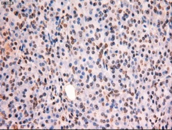 Anti-STAT5A antibody [4H1] used in IHC (Paraffin sections) (IHC-P). GTX83547