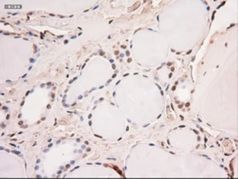 Anti-STAT5A antibody [4H1] used in IHC (Paraffin sections) (IHC-P). GTX83547