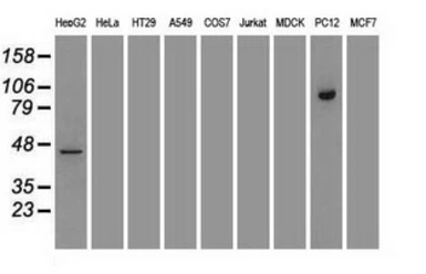 Anti-STAT5A antibody [4H1] used in Western Blot (WB). GTX83547