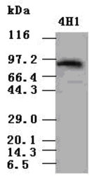 Anti-STAT5A antibody [4H1] used in Western Blot (WB). GTX83547