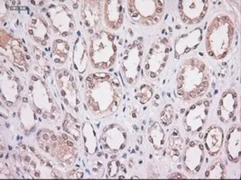 Anti-STAT4 antibody [2A2] used in IHC (Paraffin sections) (IHC-P). GTX83548