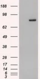 Anti-STAT4 antibody [2A2] used in Western Blot (WB). GTX83548