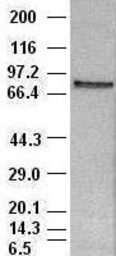 Anti-STAT4 antibody [2A2] used in Western Blot (WB). GTX83548