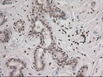 Anti-STAT3 antibody [21E7] used in IHC (Paraffin sections) (IHC-P). GTX83549