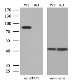Anti-STAT3 antibody [21E7] used in Western Blot (WB). GTX83549