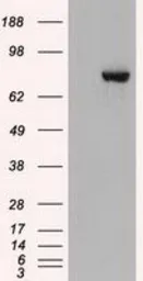 Anti-STAT3 antibody [21E7] used in Western Blot (WB). GTX83549