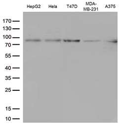 Anti-STAT3 antibody [21E7] used in Western Blot (WB). GTX83549