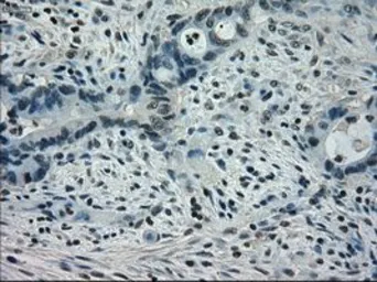 Anti-STAT1 antibody [15H3] used in IHC (Paraffin sections) (IHC-P). GTX83550