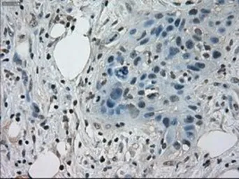 Anti-STAT1 antibody [15H3] used in IHC (Paraffin sections) (IHC-P). GTX83550