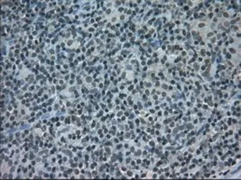 Anti-STAT1 antibody [15H3] used in IHC (Paraffin sections) (IHC-P). GTX83550