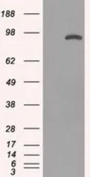 Anti-STAT1 antibody [15H3] used in Western Blot (WB). GTX83550