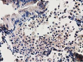 Anti-SSSCA1 antibody [2F5] used in IHC (Paraffin sections) (IHC-P). GTX83556