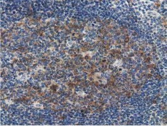 Anti-SSSCA1 antibody [2F5] used in IHC (Paraffin sections) (IHC-P). GTX83556
