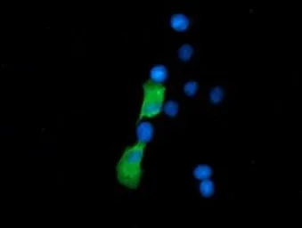 Anti-SSSCA1 antibody [2F5] used in Immunocytochemistry/ Immunofluorescence (ICC/IF). GTX83556