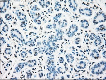 Anti-SSB antibody [3H9] used in IHC (Paraffin sections) (IHC-P). GTX83560
