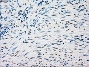 Anti-SSB antibody [3H9] used in IHC (Paraffin sections) (IHC-P). GTX83560