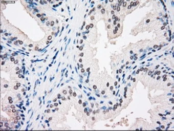 Anti-SSB antibody [3H9] used in IHC (Paraffin sections) (IHC-P). GTX83560