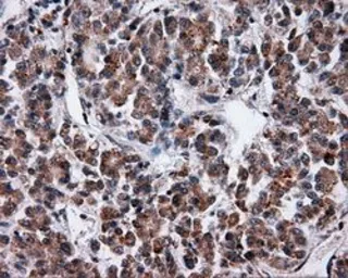 Anti-Serine racemase antibody [7E8] used in IHC (Paraffin sections) (IHC-P). GTX83568