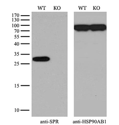 Anti-SPR antibody [1F4] used in Western Blot (WB). GTX83572