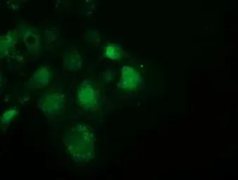 Anti-SPR antibody [1F4] used in Immunocytochemistry/ Immunofluorescence (ICC/IF). GTX83572