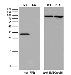 Anti-SPR antibody [3A9] used in Western Blot (WB). GTX83574