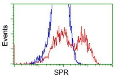 Anti-SPR antibody [3A9] used in Flow cytometry (FCM). GTX83574