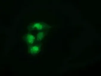 Anti-SPR antibody [3D6] used in Immunocytochemistry/ Immunofluorescence (ICC/IF). GTX83575