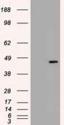 Anti-SOX17 antibody [2G8] used in Western Blot (WB). GTX83577