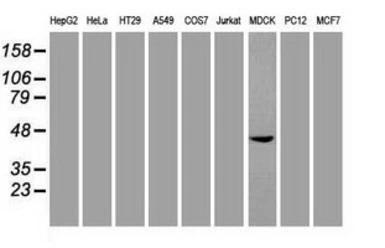 Anti-SOX17 antibody [2G8] used in Western Blot (WB). GTX83577