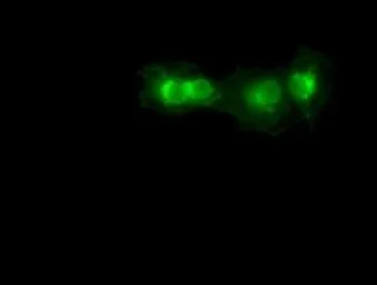 Anti-SOX17 antibody [2G8] used in Immunocytochemistry/ Immunofluorescence (ICC/IF). GTX83577