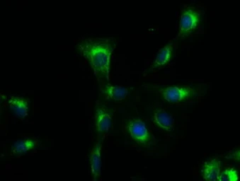 Anti-SOX17 antibody [2G8] used in Immunocytochemistry/ Immunofluorescence (ICC/IF). GTX83577