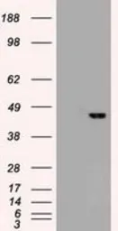 Anti-SOX17 antibody [3H5] used in Western Blot (WB). GTX83578