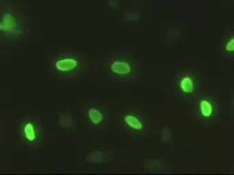 Anti-SOX17 antibody [3H5] used in Immunocytochemistry/ Immunofluorescence (ICC/IF). GTX83578